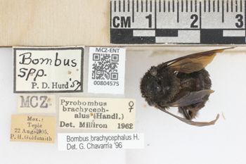 Media type: image;   Entomology 804575 Aspect: labels